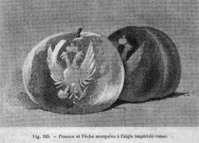 Première représentation de fruits marqués. Dessin d'une pomme et d'une pêche marquées de l'aigle impérial de Russie, probablement présentées à l'Exposition fruitière internationale de Saint-Pétersbourg en 1894.