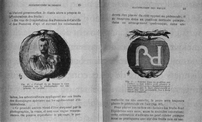 L. Loiseau, De l'ensachage des fruits, 1903.Dessin d'une pomme avec la photographie du Tsar de Russie. Elle fut réalisée entre 1898 et 1902.