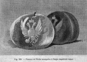 Premi&egrave;re repr&eacute;sentation de fruits marqu&eacute;s. Dessin d'une pomme et d'une p&ecirc;che marqu&eacute;es de l'aigle imp&eacute;rial de Russie, probablement pr&eacute;sent&eacute;es &agrave; l'Exposition fruiti&egrave;re internationale de Saint-P&eacute;tersbourg en 1894.