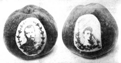 Portraits photographique sur pommes du Tsar de Russie et de sa femme, r&eacute;alis&eacute;e entre 1898 et 1902.