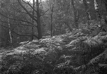Écriture photographique